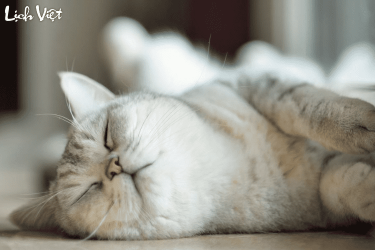 Tử vi tuổi M&atilde;o 14/4/2024