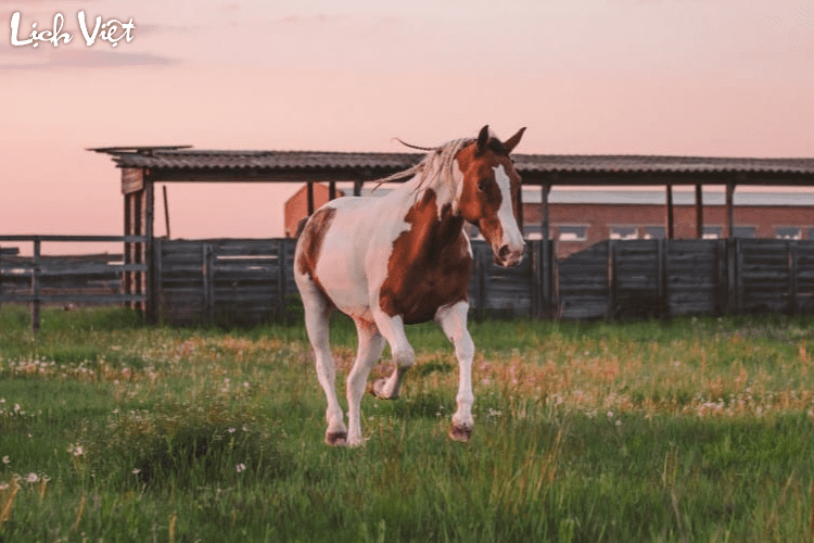 Tử vi tuổi Ngọ 14/4/2024