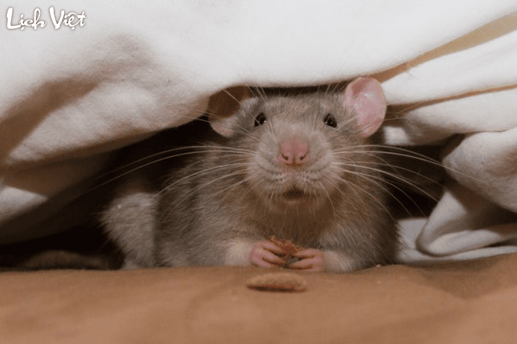 Tử vi tuổi T&yacute; 13/4/2024