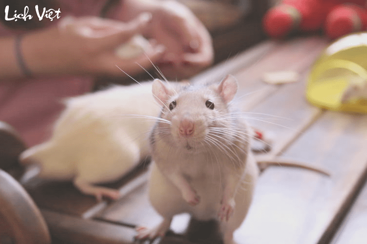 Tử vi tuổi T&yacute; 14/4/2024