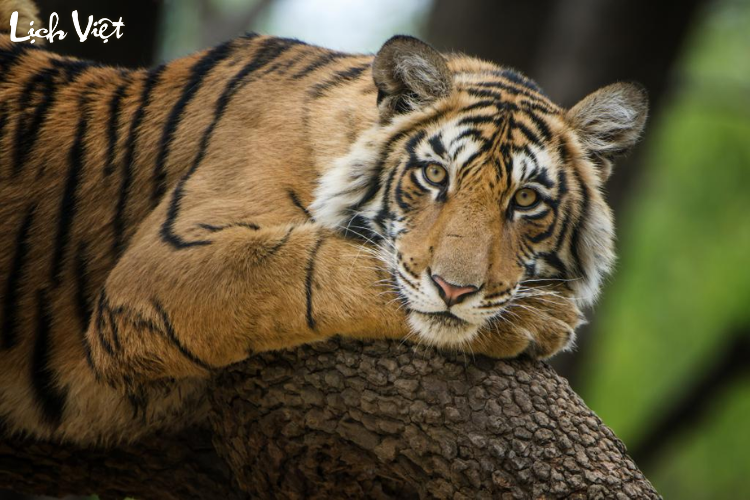 Tử vi tuổi Dần 19/4/2024