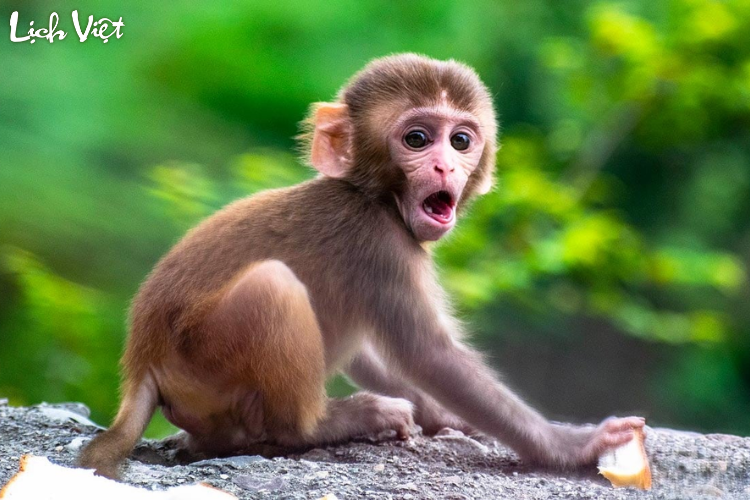 Tử vi tuổi Th&acirc;n 20/4/2024