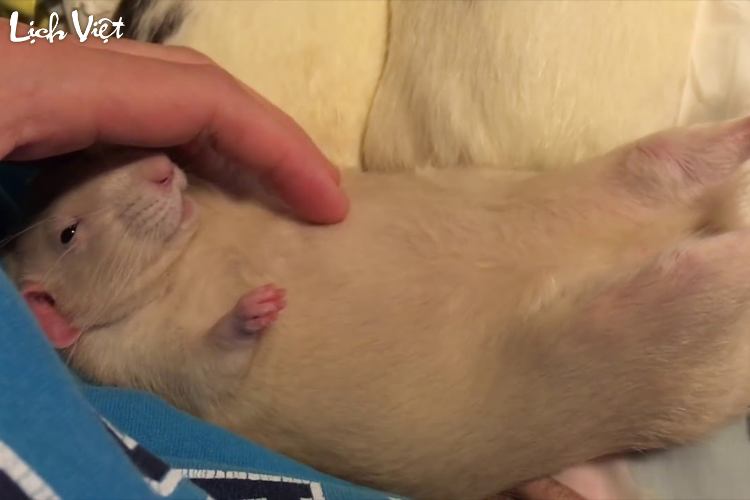 Tử vi tuổi T&yacute; 20/4/2024