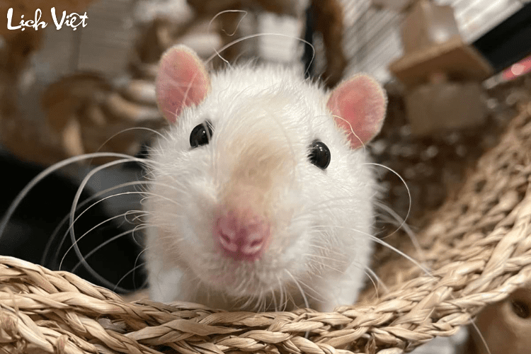 Tử vi tuổi T&yacute; 23/4/2024