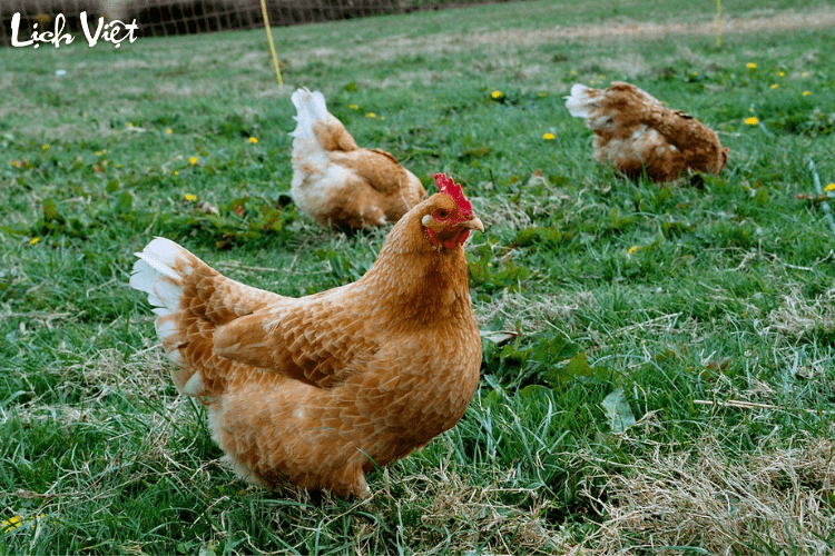 Tử vi tuổi Dậu 24/4/2024