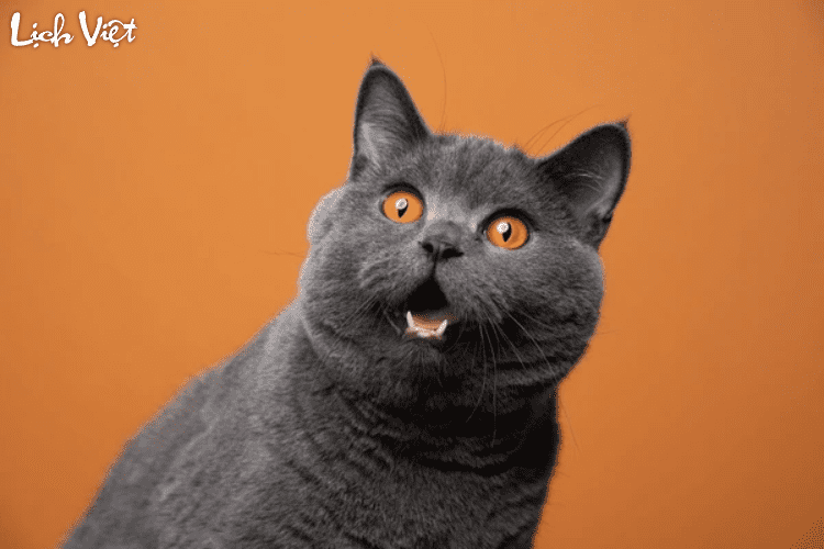 Tử vi tuổi M&atilde;o 24/4/2024