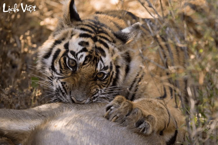 Con số may mắn tuổi Dần ngày 7/5/2024