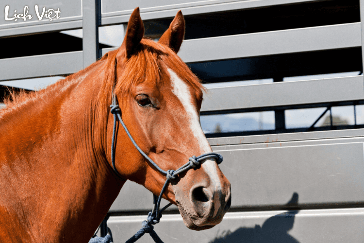 Con số may mắn tuổi Ngọ ng&agrave;y 4/5/2024