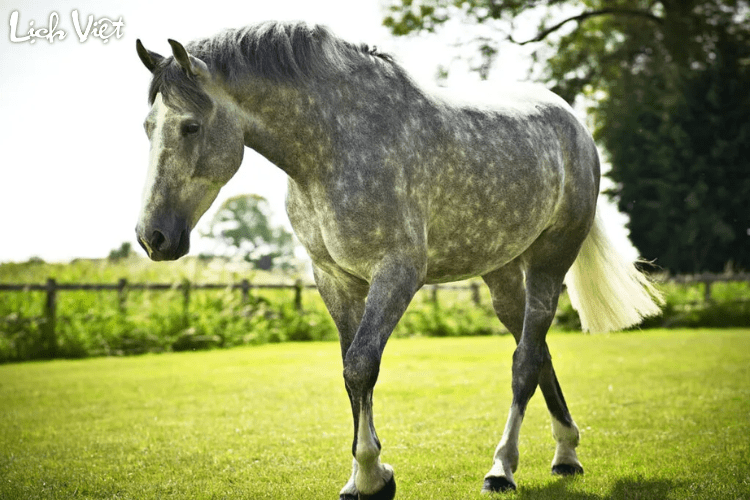 Con số may mắn tuổi Ngọ ngày 7/5/2024