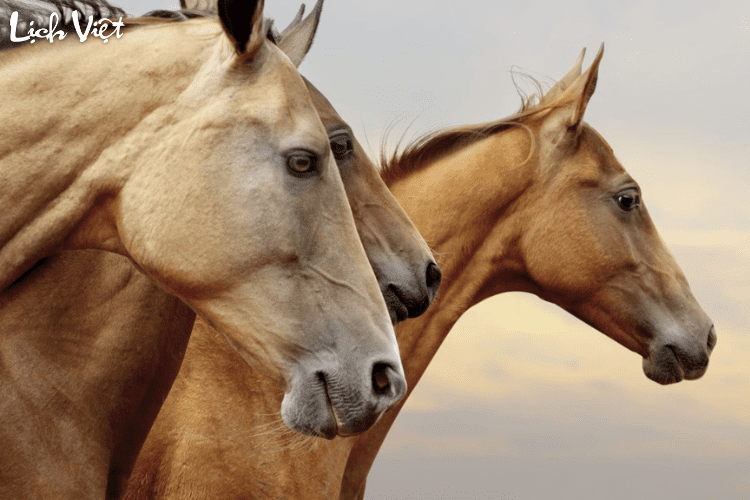 Con số may mắn tuổi Ngọ ng&agrave;y 8/5/2024