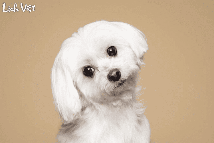 Con số may mắn tuổi Tuất ngày 3/5/2024