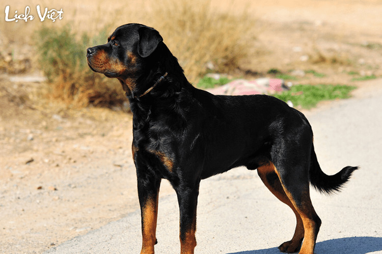 Con số may mắn tuổi Tuất ngày 7/5/2024