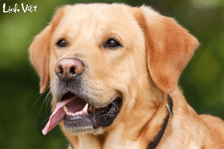 Con số may mắn tuổi Tuất ng&agrave;y 8/5/2024