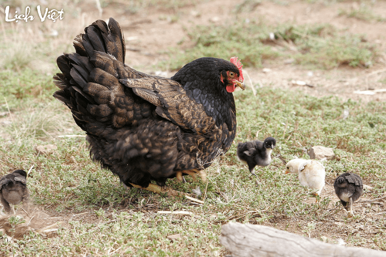 Tử vi tuổi Dậu 3/5/2024