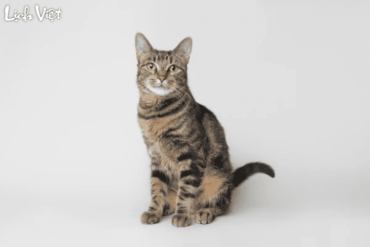 Tử vi tuổi M&atilde;o 3/5/2024