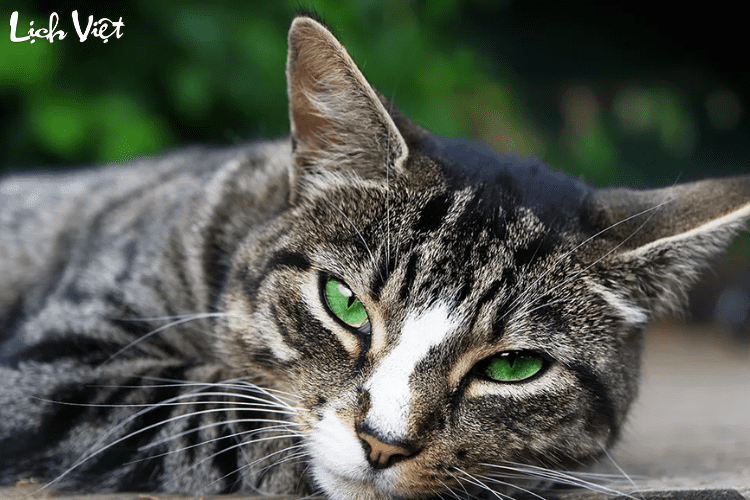 Tử vi tuổi M&atilde;o 8/5/2024