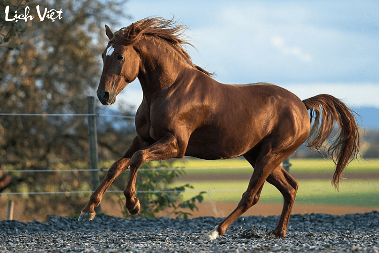 Tử vi tuổi Ngọ 3/5/2024