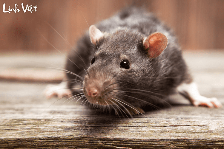 Tử vi tuổi T&yacute; 3/5/2024