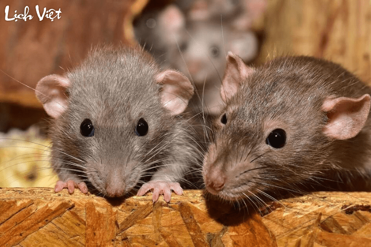 Tử vi tuổi Tý 4/5/2024