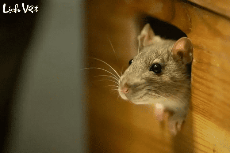 Tử vi tuổi T&yacute; 7/5/2024