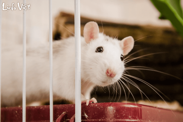 Tử vi tuổi T&yacute; 8/5/2024