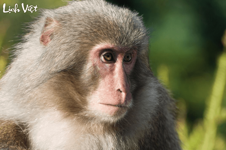 Con số may mắn tuổi Th&acirc;n ng&agrave;y 9/5/2024