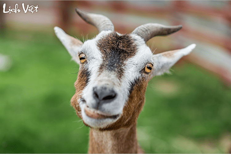 Tử vi tuổi M&ugrave;i 9/5/2024