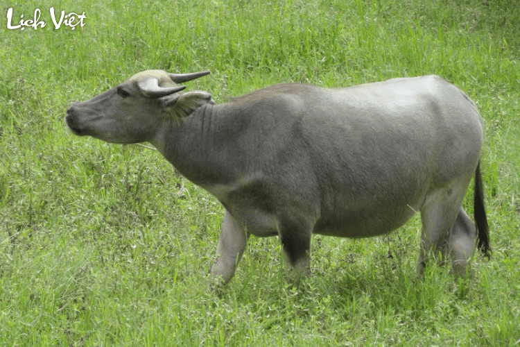 Tử vi tuổi Sửu 9/5/2024