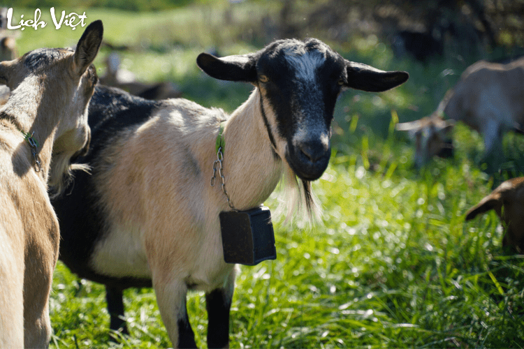 Tử vi tuổi Mùi 12/5/2024