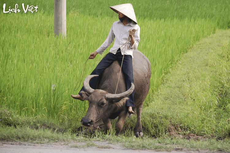 Tử vi tuổi Sửu 13/5/2024