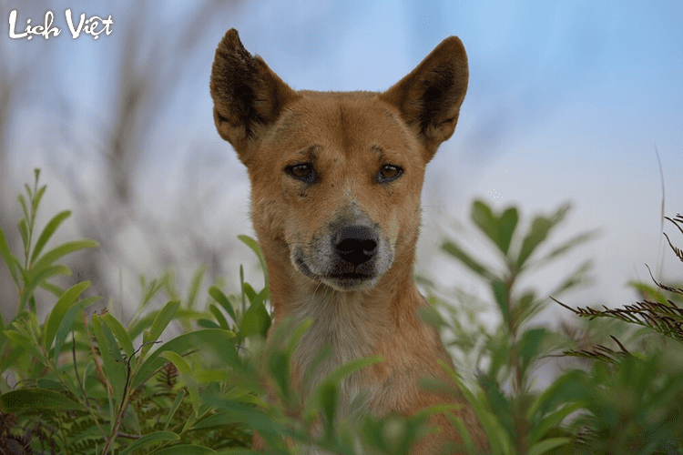 Tử vi tuổi Tuất 12/5/2024