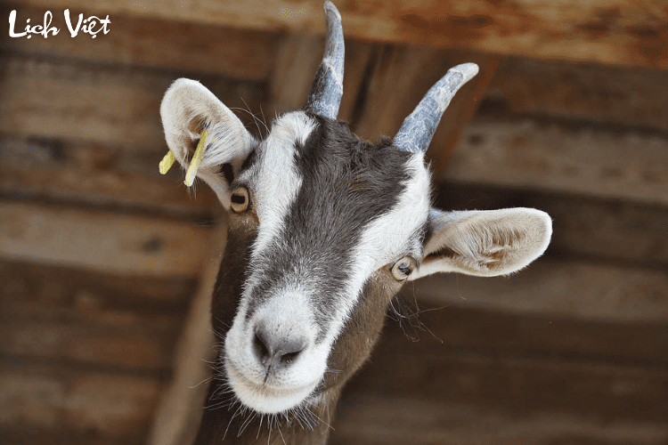 Tử vi tuổi Mùi 19/5/2024