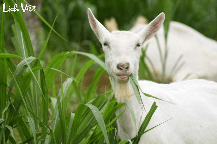 Tử vi tuổi M&ugrave;i 21/5/2024