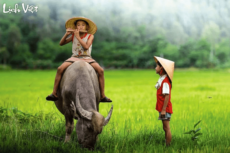 Tử vi tuổi Sửu 14/5/2024