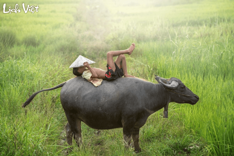 Tử vi tuổi Sửu 19/5/2024