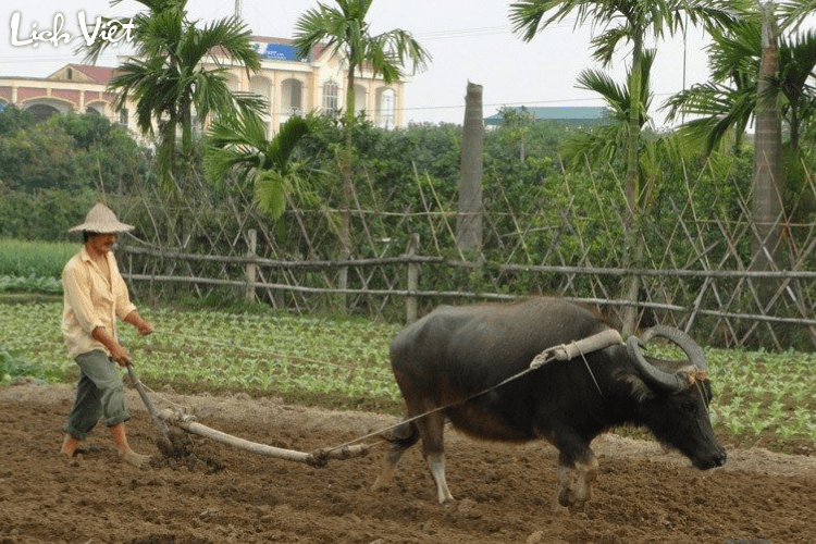 Tử vi tuổi Sửu 20/5/2024
