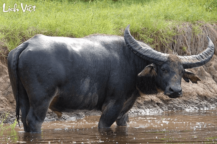 Tử vi tuổi Sửu 21/5/2024