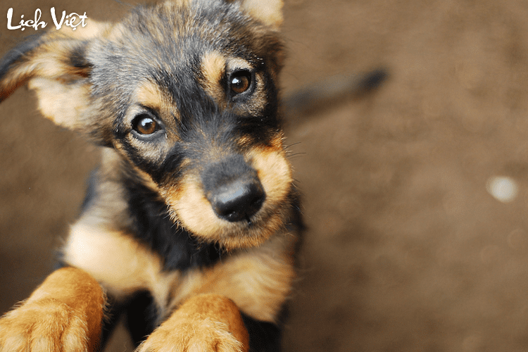 Tử vi tuổi Mùi 19/5/2024