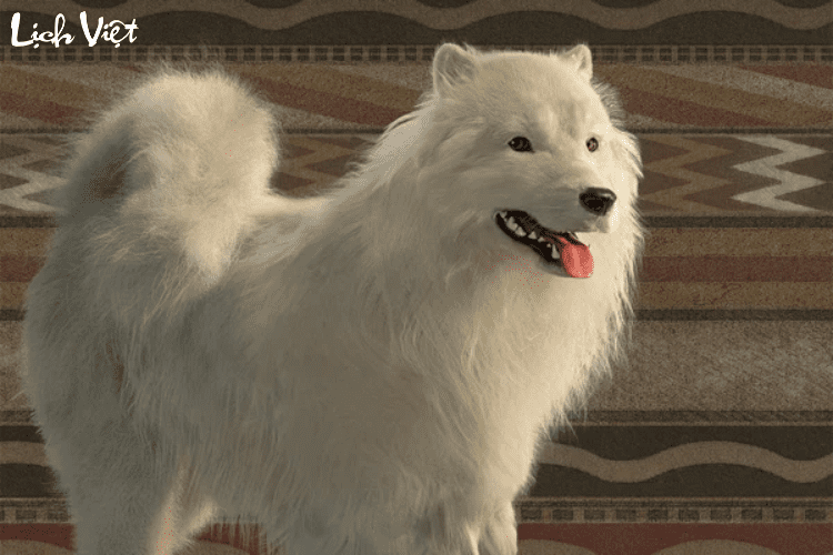 Tử vi tuổi Tuất 21/5/2024