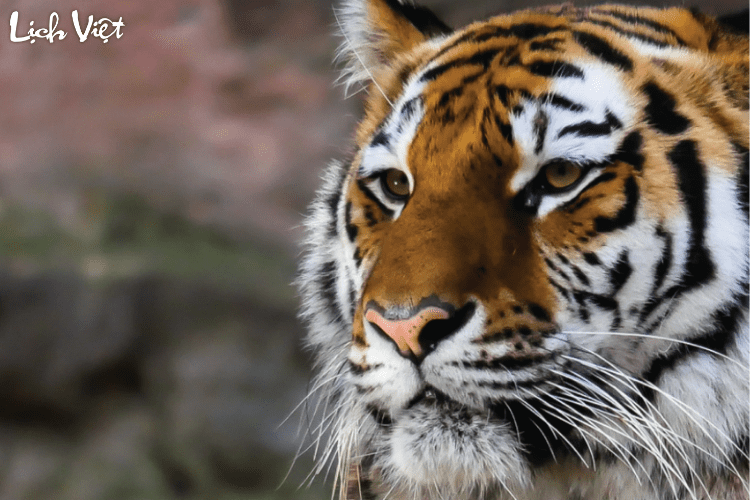 Con số may mắn tuổi Dần ngày 20/5/2024