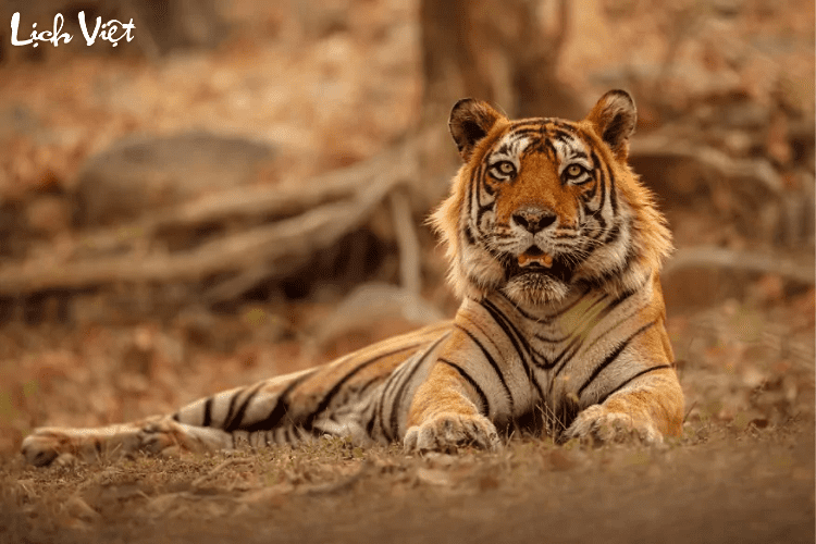 Con số may mắn tuổi Dần ng&agrave;y 21/5/2024