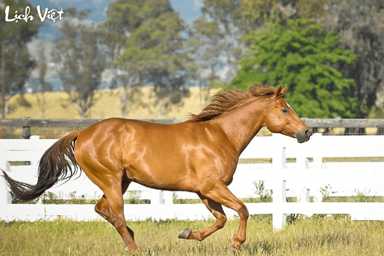 Con số may mắn tuổi Ngọ ng&agrave;y 19/5/2024