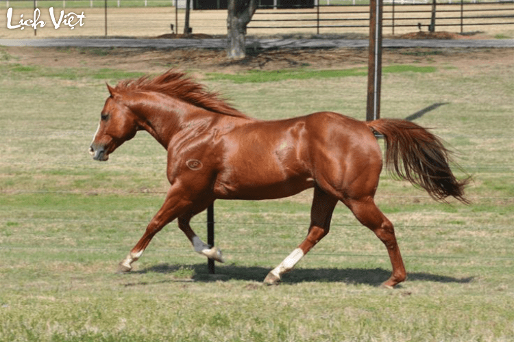 Con số may mắn tuổi Ngọ ngày 20/5/2024