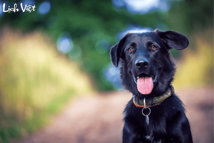 Con số may mắn tuổi Tuất ngày 20/5/2024