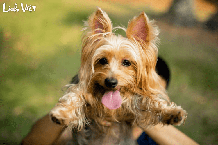 Con số may mắn tuổi Tuất ng&agrave;y 21/5/2024