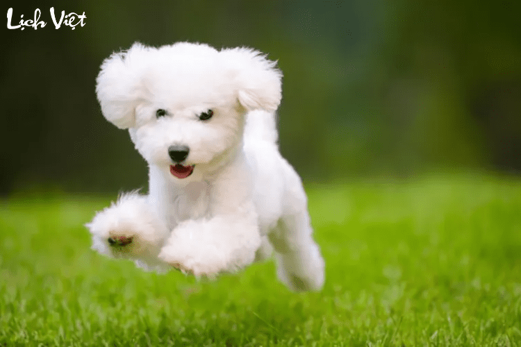 Con số may mắn tuổi Tuất ngày 22/5/2024
