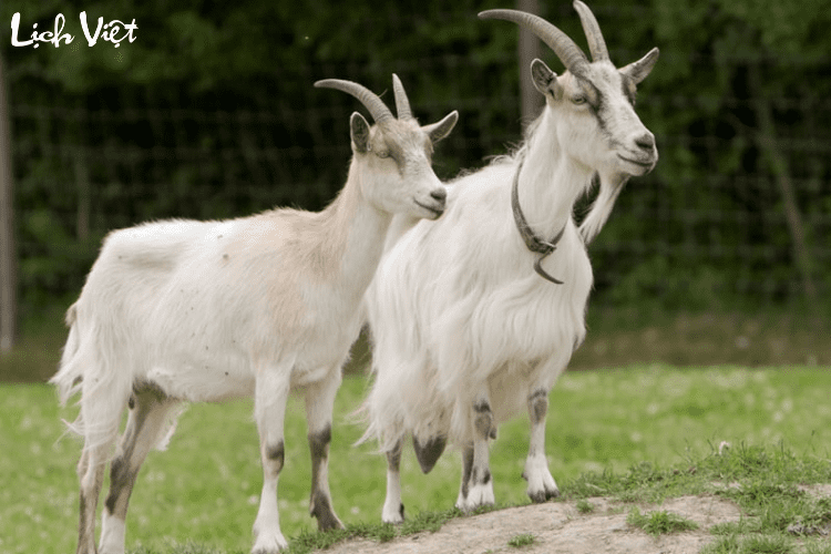 Tử vi tuổi Mùi 20/5 - 26/5/2024