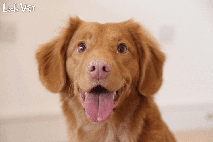 Tử vi tuổi Tuất 20/5 - 26/5/2024