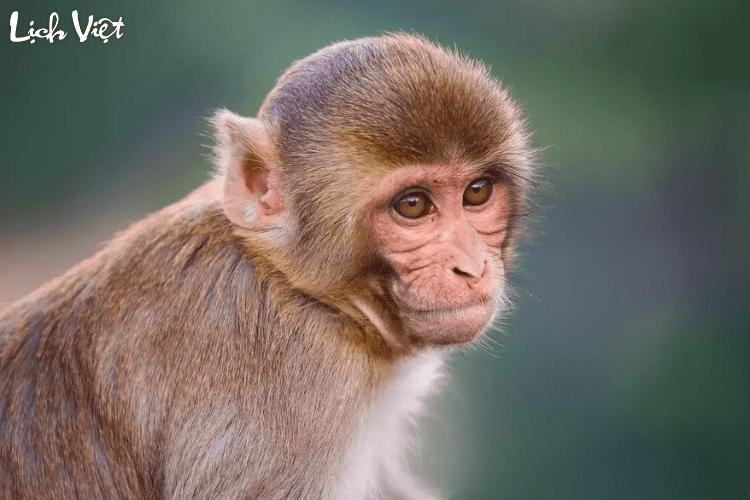 Con số may mắn tuổi Th&acirc;n ng&agrave;y 28/5/2024