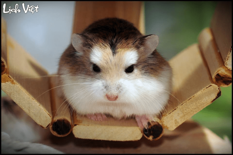 Con số may mắn tuổi T&yacute; ng&agrave;y 27/5/2024